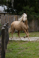 Andalusian Palomino