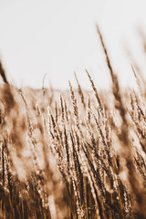 Fototapeta premium Summer field of spikelets / wheat