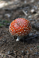 Salita sul monte Osternig