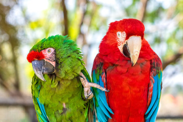 Two Macaws