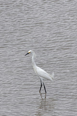 Aigrette neigeuse, beau et élégant héron blanc au bec noir et pointu en Guyane française.