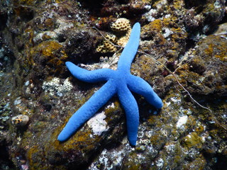 Blauer Seestern am Wrack der USAT Liberty Tulamben Bali Indonesien