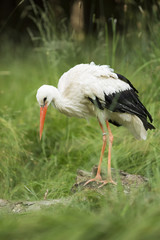 White stork