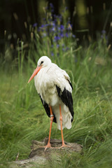 White stork