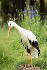 White stork