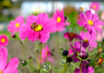 Fototapeta premium Bienen auf der Blüte