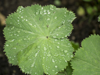 Hoja con gotas de lluvia