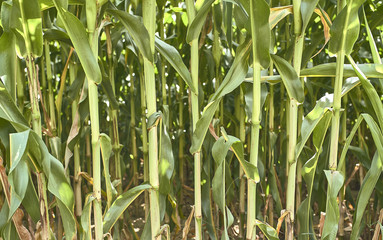 Farm of corn in Europe