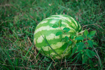 Green watermelon on grass or growing watermelon in garden.