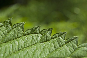 Green nettle leaf, argute plant