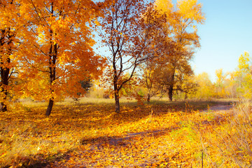 Golden autumn trees. Beautiful autumn alley in the park or forest. Sunny autumn landscape.