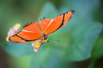 insecte papillon seul Dryas iula orange et noir posé sur une fleur jaune en gros plan