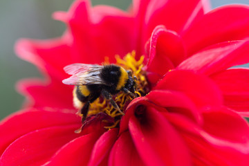 Hummel in einer Nahaufnahme an der Blüte