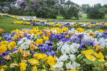 Multicolored pansies or violets in the garden. White, blue, yellow and orange violets on a flower...