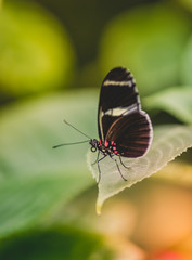 insecte papillon noir et blanc en gros plan posé sur une feuille verte