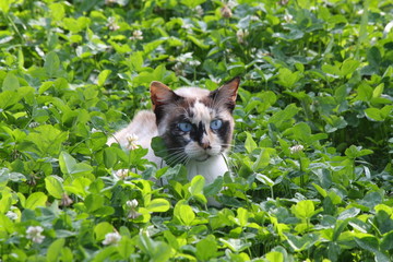 Chat dans un pré