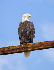Bald eagle resting, Colorado - summer, 2018