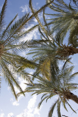 Obraz na płótnie Canvas palma