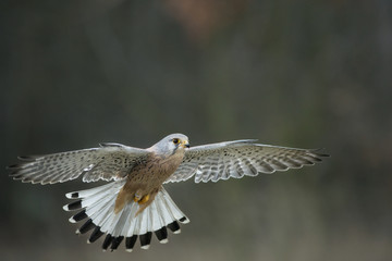 Kestrel
