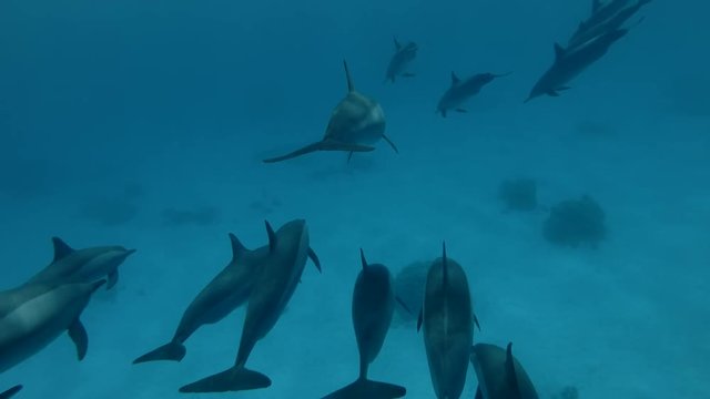 Two a pod of Spinner Dolphins unite and swim together (Underwater shot, 4K / 60fps)
