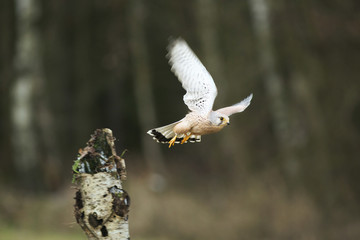 Kestrel