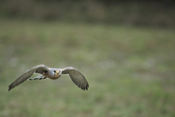 Kestrel