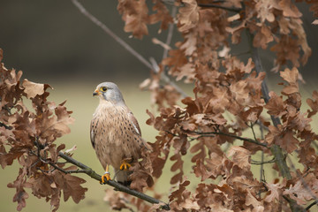Kestrel