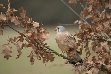 Kestrel