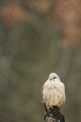 Kestrel