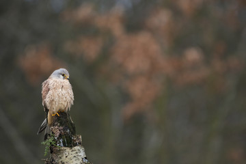 Kestrel