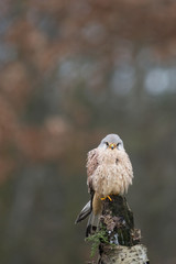Kestrel