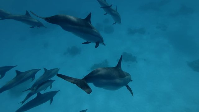 A pod of Spinner Dolphins dive to deep (Underwater shot, 4K / 60fps)
