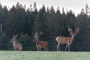 Cerf élaphe dans une clairière