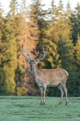 Cerf élaphe dans une clairière