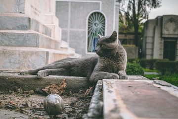 Obraz premium Cat of death
