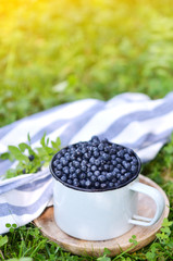 Fresh organic wild blueberries in old retro cup,  green grass, summer harvest, healthy food