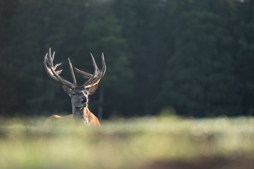 Cerf &eacute;laphe dans une clairi&egrave;re
