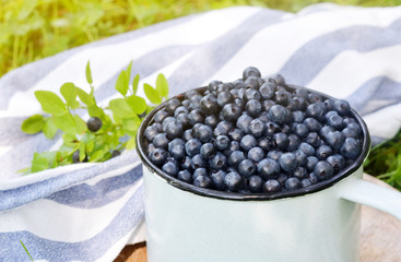 Fresh organic wild blueberries in old retro cup,  green grass, summer harvest, healthy food