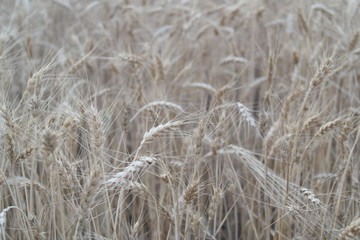 Wheat field