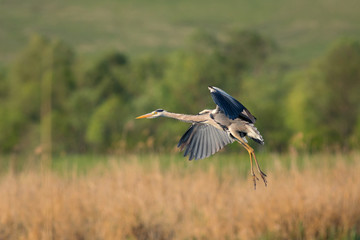 Obraz na płótnie Canvas Grey heron flying over a lake in natural wild environment.