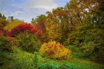 A beautiful autumn trees and bushes. Autumn landscape of a park with red and yellow foliage. Autumn...