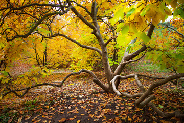 A beautiful autumn tree with yellow foliage. Magnolia in the botanical garden. Autumn landscape.