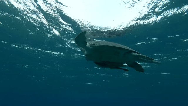 Green sea turtle swim to the surface of water, makes how much breaths and dives to the bottom (Chelonia mydas) Low-angle shot, Follow shot, Underwater shot, 4K / 60fps
