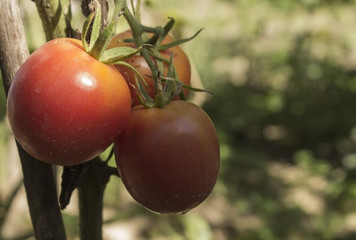 Tomatoes in the garden.