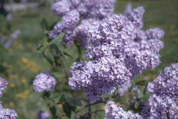 Obraz premium A gentle lilac on a blurred background. Postcard with a place for an inscription.