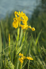 Fototapeta premium Wild yellow irises on a green meadow. Water spring flowers.