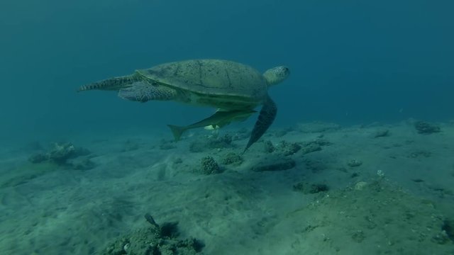 Old male Green sea turtle swim over sandy bottom in the blue water (Chelonia mydas) Low-angle shot, Follow shot, Underwater shot, 4K / 60fps
