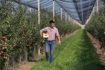 Farmer with crate in apple orchard