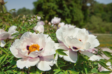 A beautiful flower of a tree-like peony in a summer garden. Macro detail of white-pink flower.
