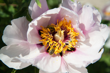 A beautiful flower of a tree-like peony in a summer garden. Small beetle on a flower. Macro detail...